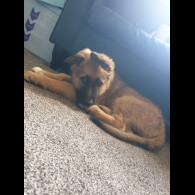 German Shepherd (Alsatian) - Bitches
