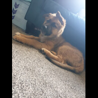 German Shepherd (Alsatian) - Bitches