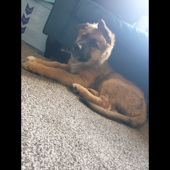 German Shepherd (Alsatian) - Bitches