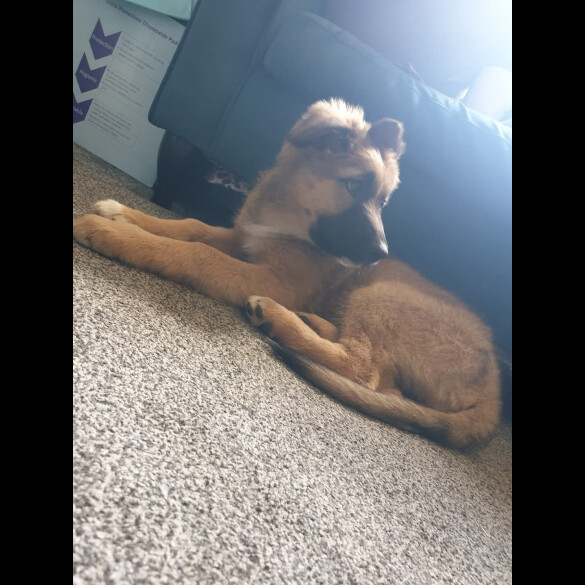 German Shepherd (Alsatian) - Bitches