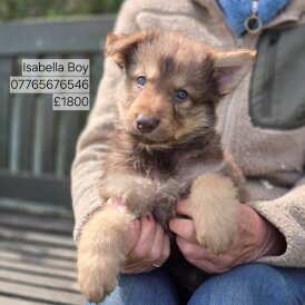 German Shepherd (Alsatian) - Both