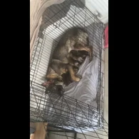 German Shepherd (Alsatian) - Both