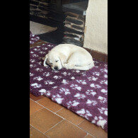 Goldador - Dogs