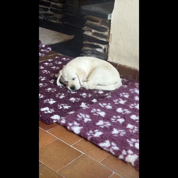 Goldador - Dogs