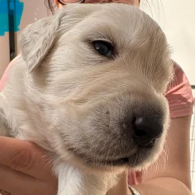 Golden Retriever - Both