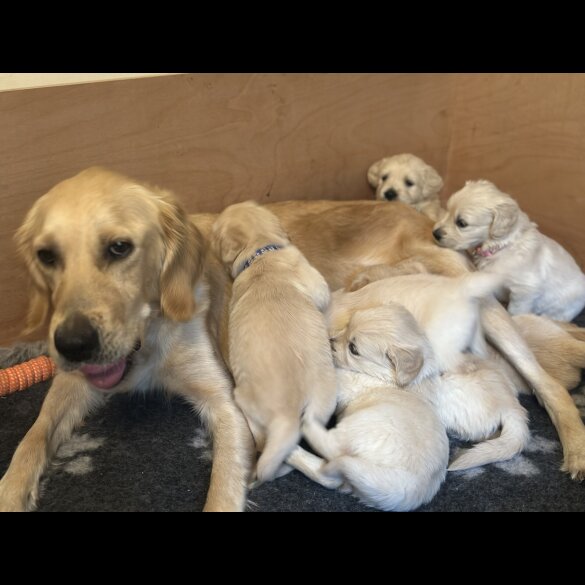 Golden Retriever - Both