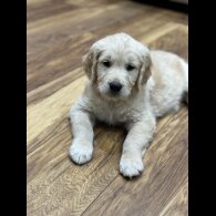 Golden Retriever - Both