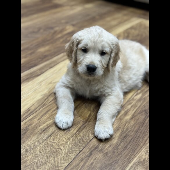 Golden Retriever - Both