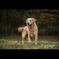 Golden Retriever - Both