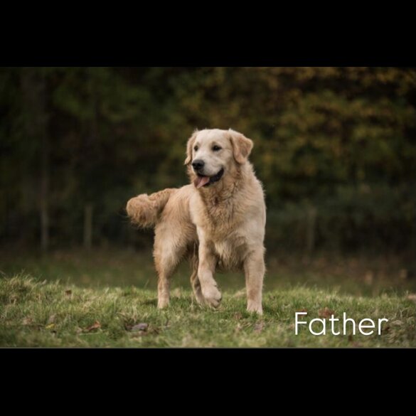 Golden Retriever - Both