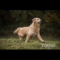 Golden Retriever - Both