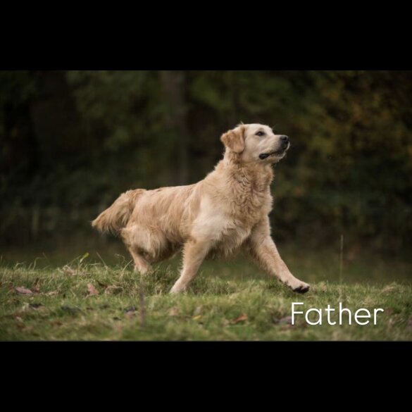 Golden Retriever - Both