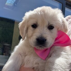 Golden Retriever - Both