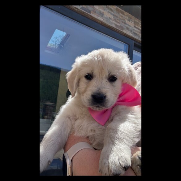 Golden Retriever - Both