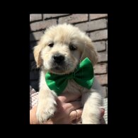 Golden Retriever - Both