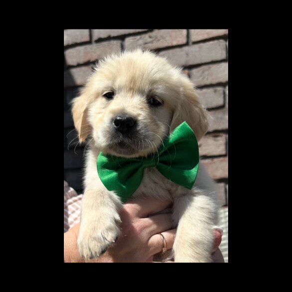 Golden Retriever - Both