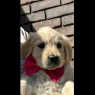 Golden Retriever - Both
