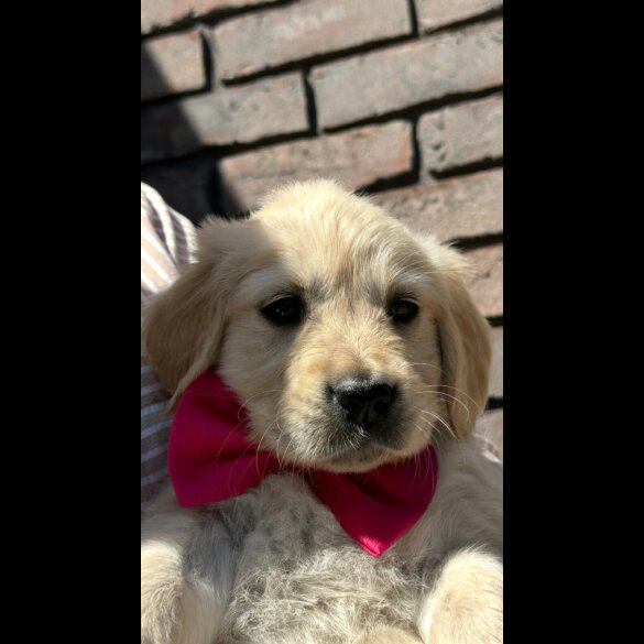 Golden Retriever - Both