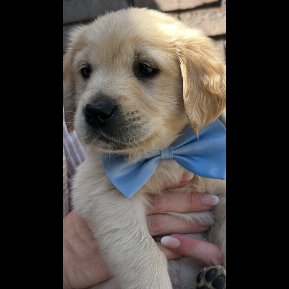 Golden Retriever - Both