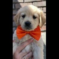 Golden Retriever - Both