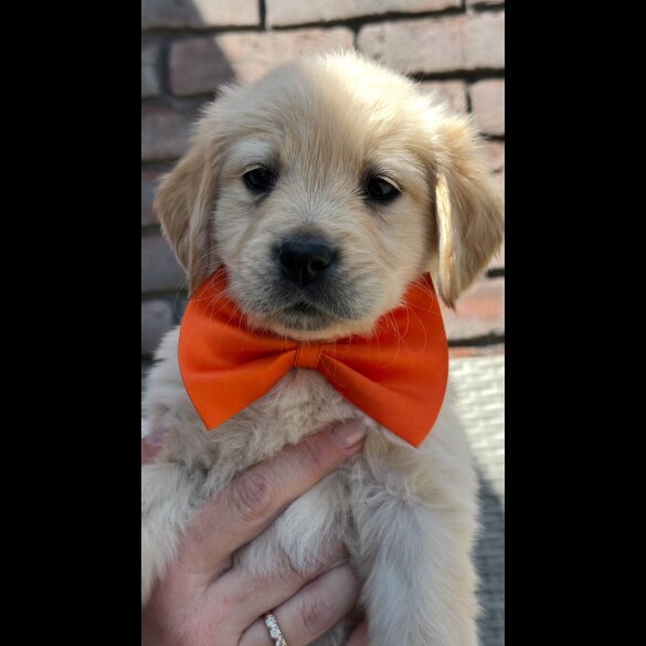 Golden Retriever - Both