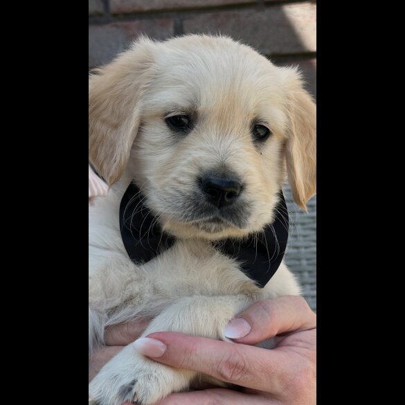 Golden Retriever - Both