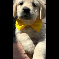 Golden Retriever - Both