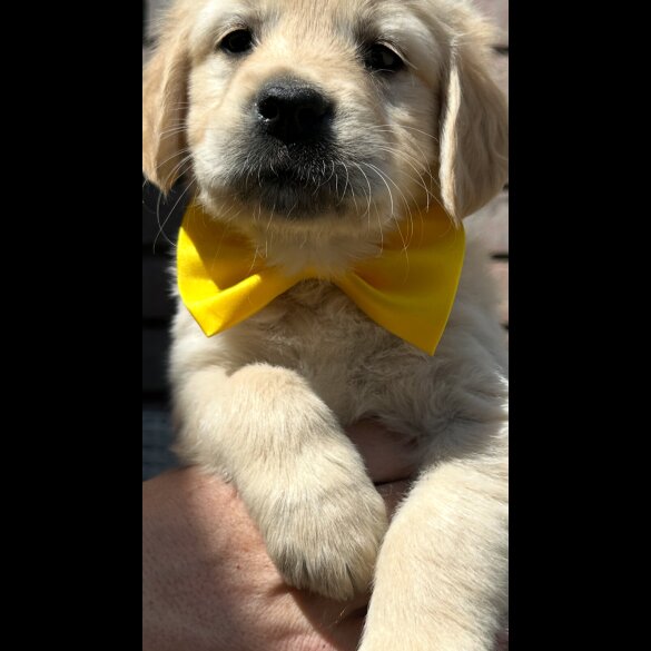 Golden Retriever - Both