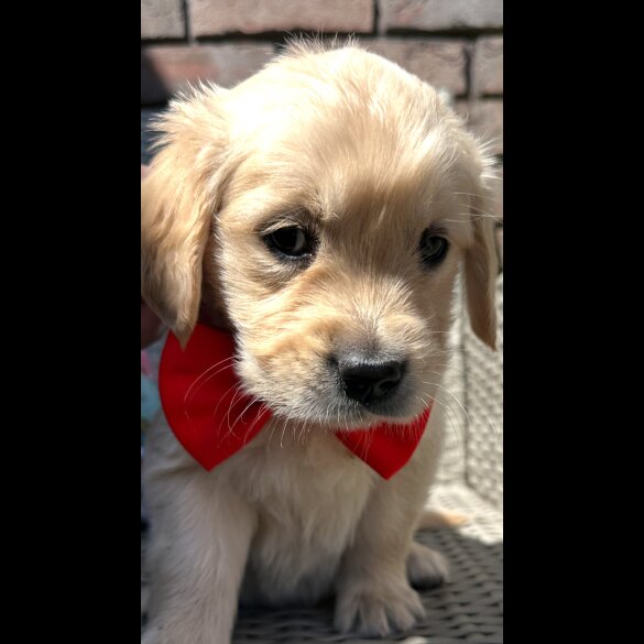 Golden Retriever - Both
