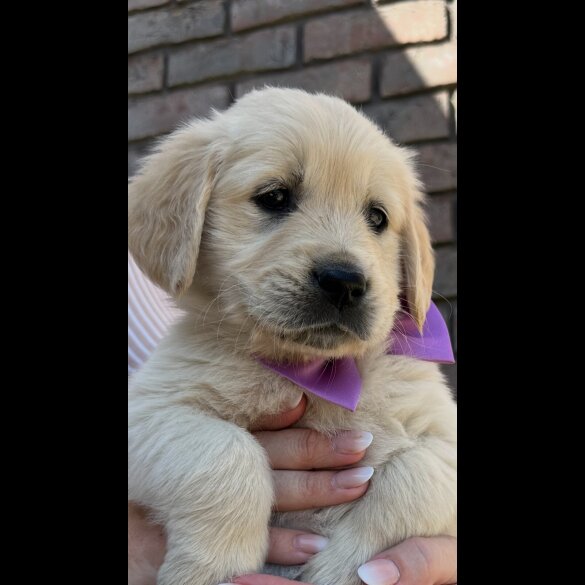 Golden Retriever - Both