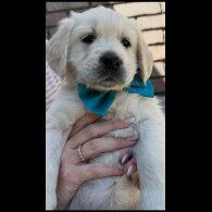 Golden Retriever - Both