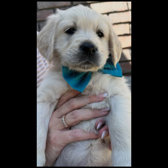 Golden Retriever - Both
