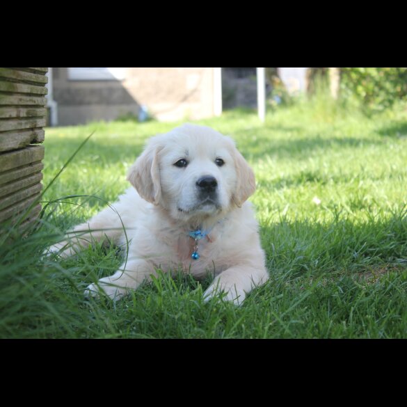 Golden Retriever - Both