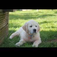 Golden Retriever - Both