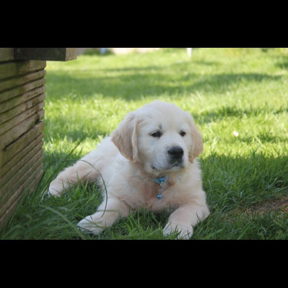 Golden Retriever - Both
