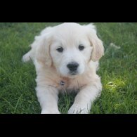 Golden Retriever - Both