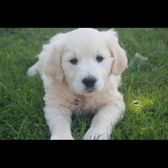 Golden Retriever - Both