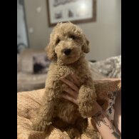 Goldendoodle - Both