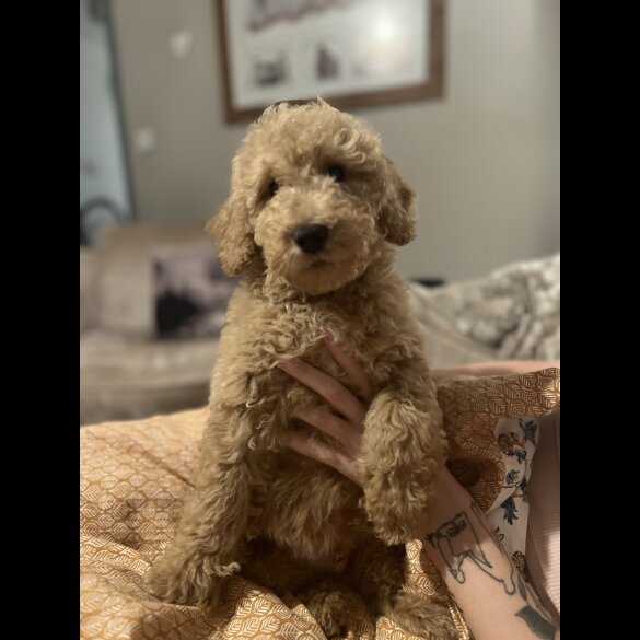 Goldendoodle - Both