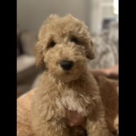 Goldendoodle - Both