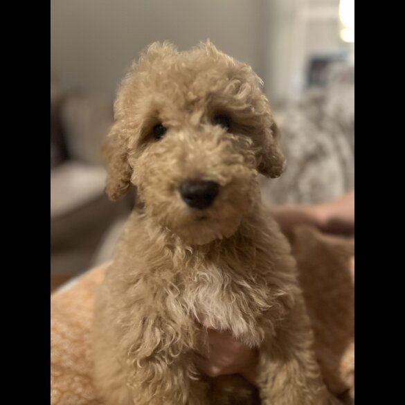 Goldendoodle - Both