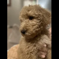 Goldendoodle - Both