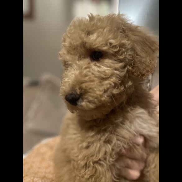 Goldendoodle - Both