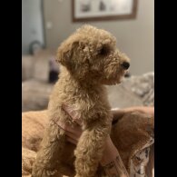 Goldendoodle - Both