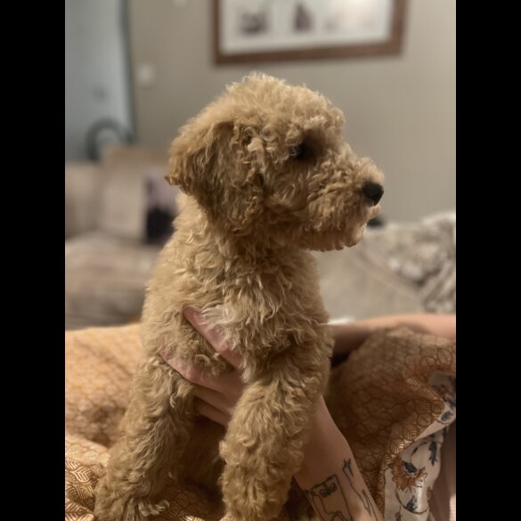 Goldendoodle - Both
