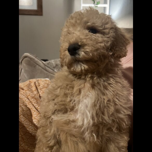 Goldendoodle - Both