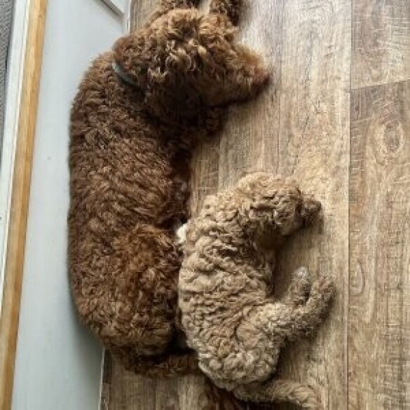 Goldendoodle - Both