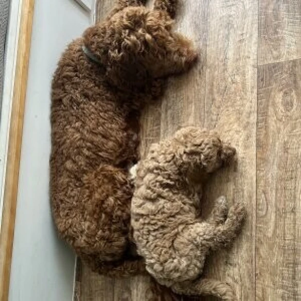 Goldendoodle - Both