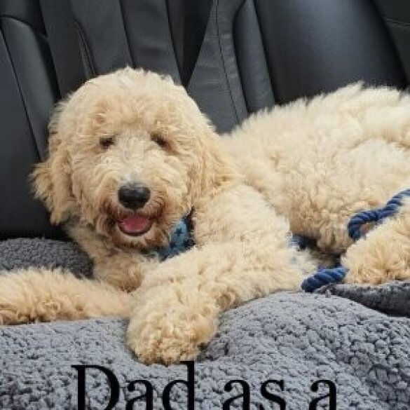 Goldendoodle - Both