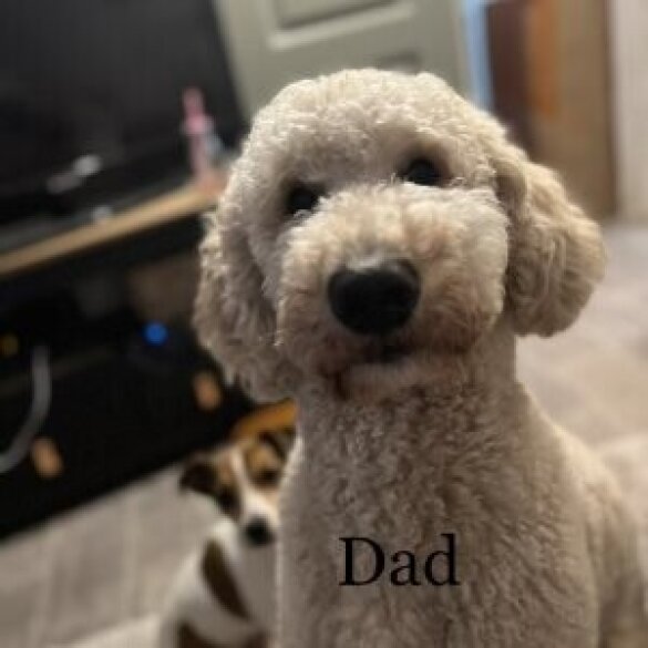 Goldendoodle - Both